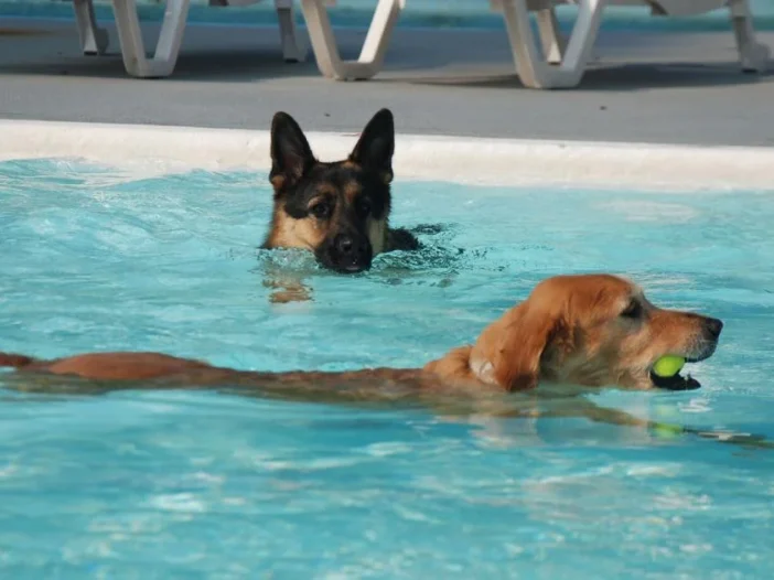 dog paddle 702x526