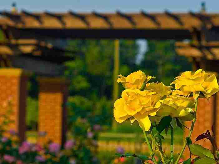 vm rose garden 2 702x526