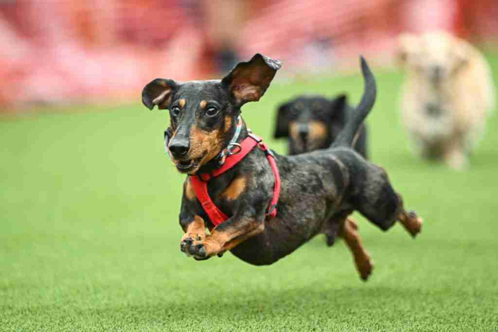 Dachshund running in the Starkville Derby
